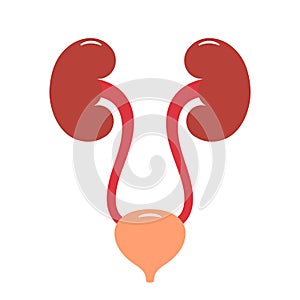 Urinary tract vector illustration