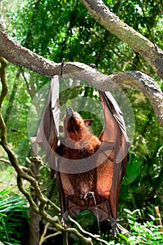 Urinating Flying Fox photo