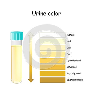 Urine Color. Chart for Assessing hydration and dehydration. Pee Color diagram photo