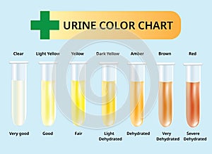 Urine color chart, Urine in Test tubes, medical vector photo