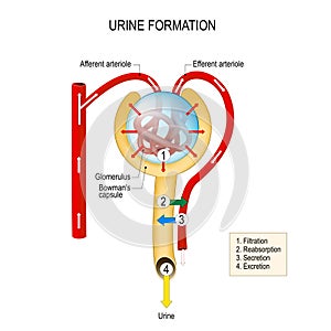 Urine formation filtration, reabsorption, secretion, excretion photo