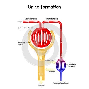 Urine Formation in nephron in the kidney photo