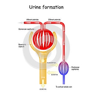 Urine Formation in nephron in the kidney