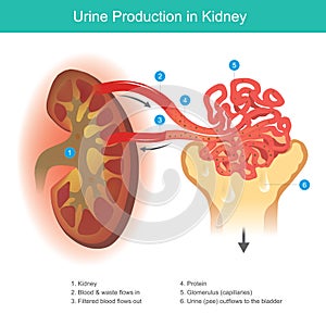 Urine Production in Kidney. Illustration explain The kidney function to filter waste from the blood to become a clear fluid. we