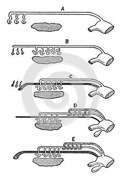 Urinogenital Organs of a Vertebrate, vintage illustration