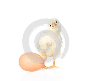 Ð¡urious chicken with egg. on white background