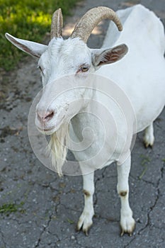 ÃÂ¡urious goat waiting your answer