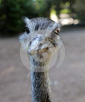 Ð¡urious ostrich. Animals. Knowledge of nature.