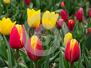 Urk village and many tulips in the netherlands