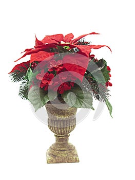 Urn with Christmas flower arrangement on white