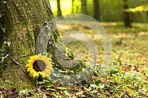 Girasole foresta cimitero 