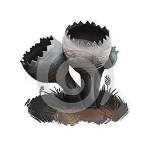 Urnula craterium, devil or gray urn mushroom closeup digital art illustration. Boletus has black goblet shaped fruit