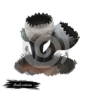 Urnula craterium, devil or gray urn mushroom closeup digital art illustration. Boletus has black goblet shaped fruit body.