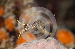 Urocaridella shrimp in Gorontalo, Indonesia underwater photo.