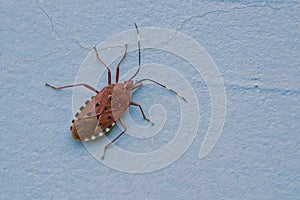 Urochela quadrinotata