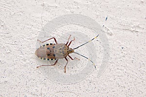 Urochela quadrinotata