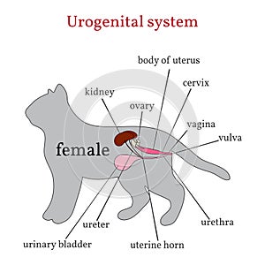 Urogenital system of the female cat photo