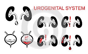 Urogenital system, kidneys, bladder. photo