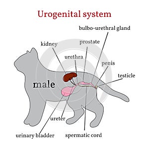 Urogenital system of the male cat