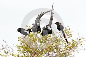 Urolestes melanoleucus, Magpie shrike, African long-tailed bird, sitting on the tree trunk in the hot savannah. Black shrike in