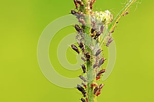 Uroleucon gobonis on plant