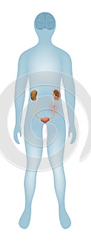 Urolithiasis. kidney stones