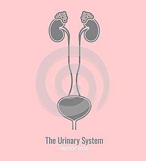 Urology medical icon photo