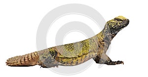 Uromastyx acanthinura (4 years old)