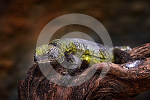 Uromastyx acanthinura, North African mastigure or North African spiny-tailed lizard found in Morocco, Algeria, Tunisia. Reptile on