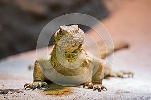 Uromastyx aegyptia