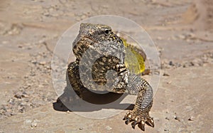 Uromastyx geyri