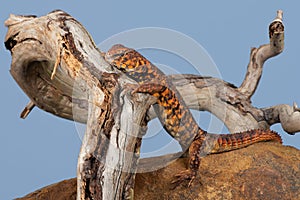 Uromastyx Geyri Lizard