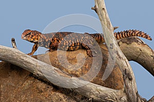 Uromastyx Geyri Lizard