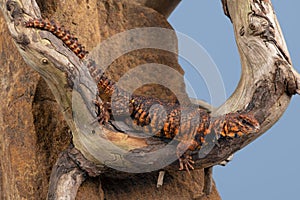 Uromastyx Geyri Lizard