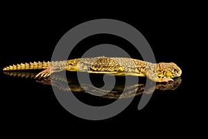 Uromastyx on Isolated black reflective background