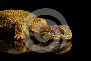 Uromastyx on Isolated black reflective background