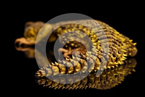 Uromastyx on Isolated black reflective background