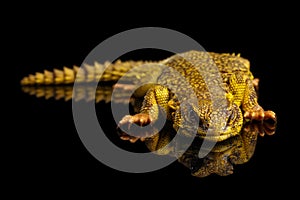 Uromastyx on Isolated black reflective background