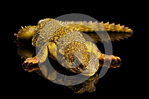 Uromastyx on Isolated black reflective background