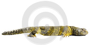 Uromastyx Lizard