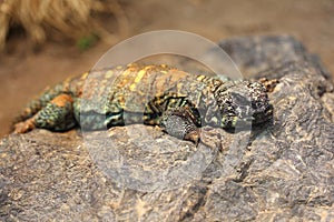 Uromastyx ocellata Uromastyx ocellata