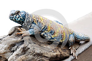 Uromastyx ornata