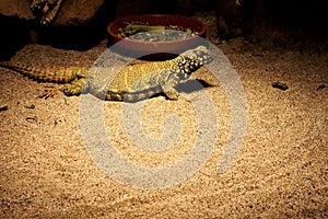 Uromastyx ornata laying in the sand