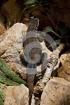 Uromastyx ornata lizard on stone in the terrarium