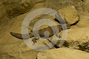 Uromastyx ornata,  ornate mastigure Ornate spiny-tailed lizard. photo