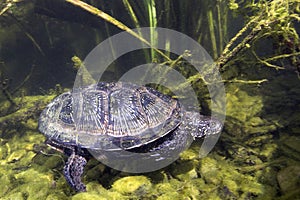 Uropean pond turtle Emys orbicularis