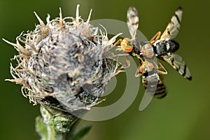 Urophora jaceana galls flies mating on host plant