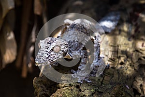 Uroplatus fimbriatus