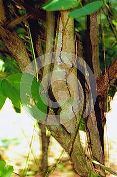 Uroplatus fimbriatus on shaking branch. Amber Mauntin, Diego-Suarez, Madagascar