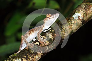 Uroplatus fimbriatus tree